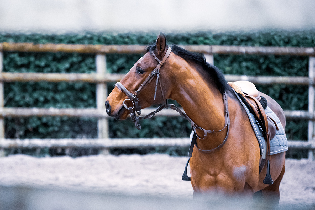 horse-in-arena-with-english-tack-on