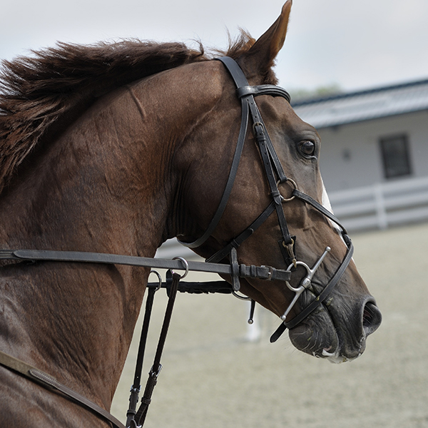 English style bridle on horse