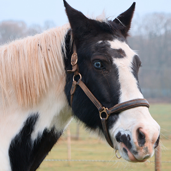 Horse in leather halter