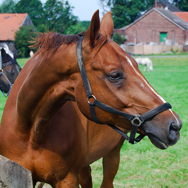 Horse in nylon halter