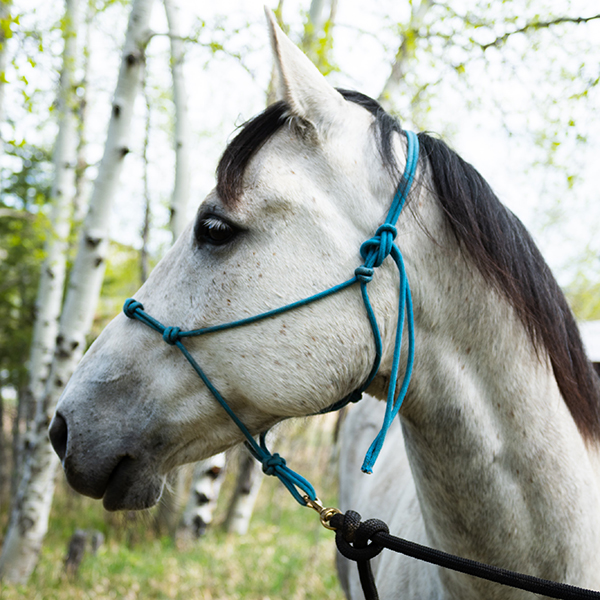 Horse in rope halter