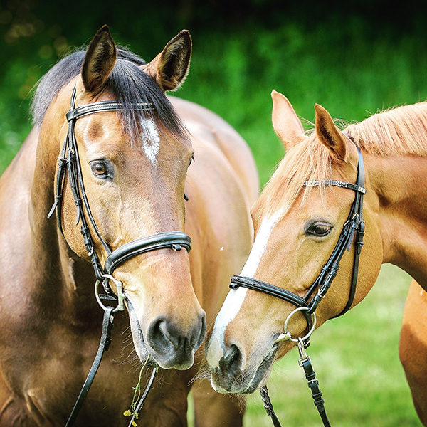 Two horses wearing bridles