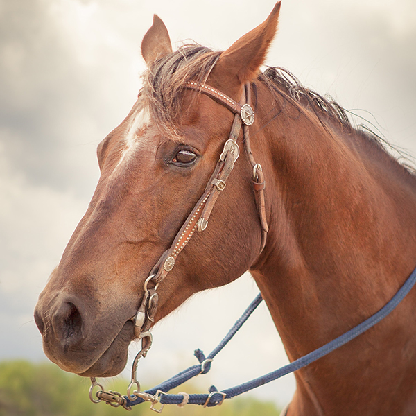 Western style bridle